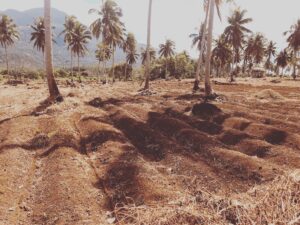 Impact Investing in the Philippines - making an island self-sustaining by strengthening farming practices. 